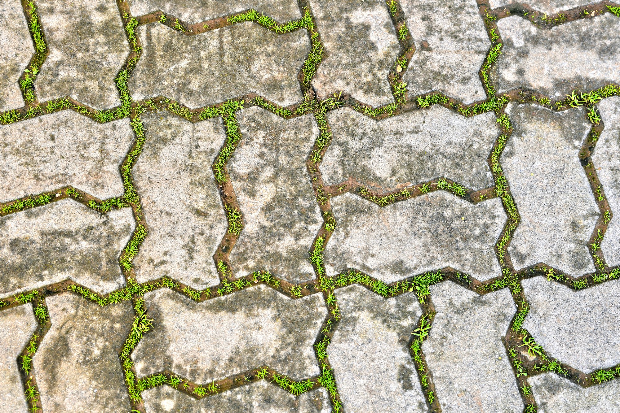 Unsealed interlock pavers with weeds